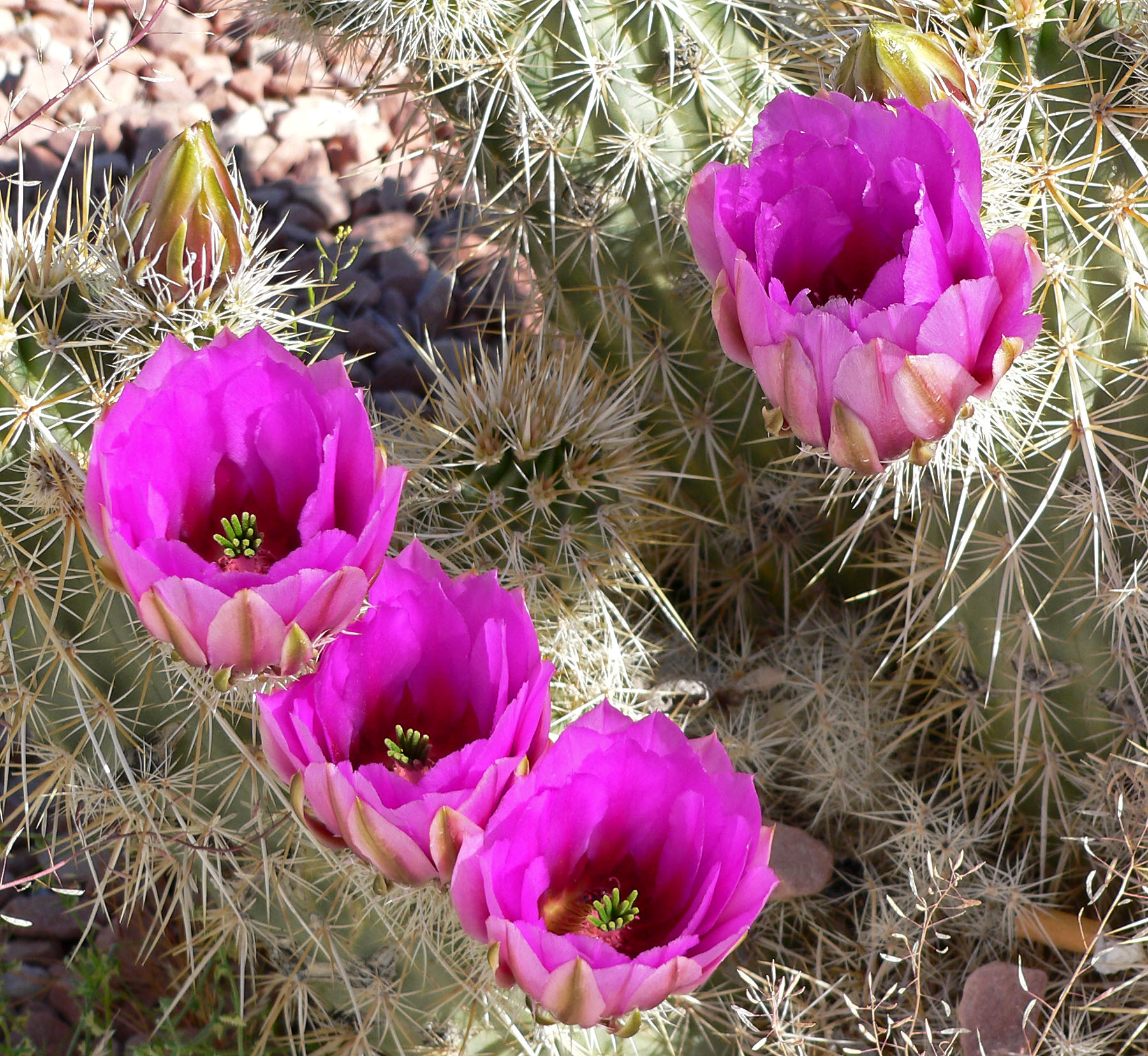 Engelmanns hedgehog cactus,strawberry cactus,purple torch, کاکتوس توت فرنگی 